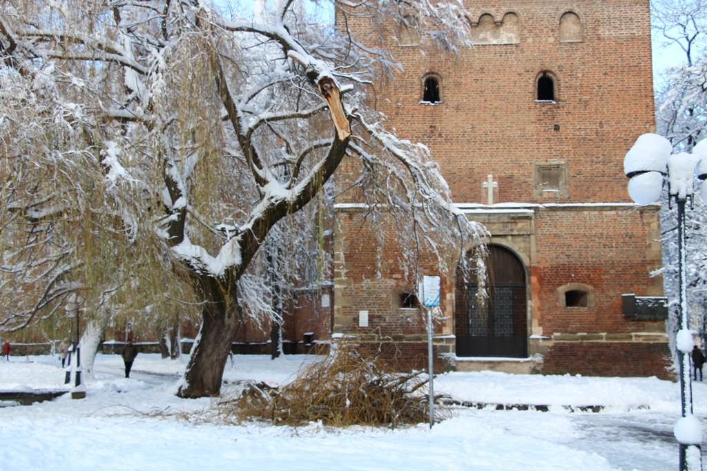 Повалені дерева та обриви електромереж: наслідки снігопаду у Дрогобичі