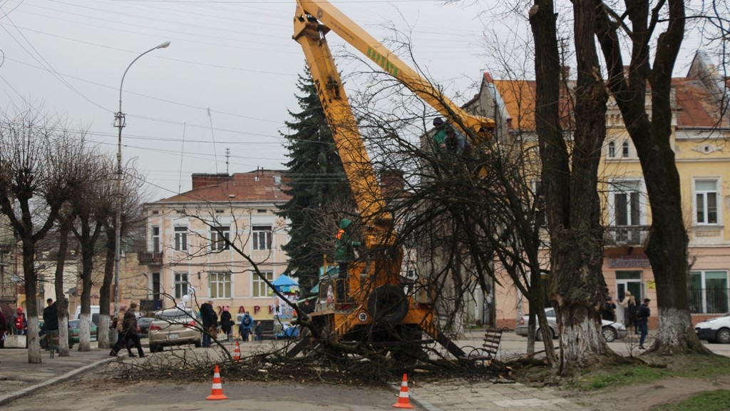 На центральній площі Дрогобича кронують дерева. ФОТО