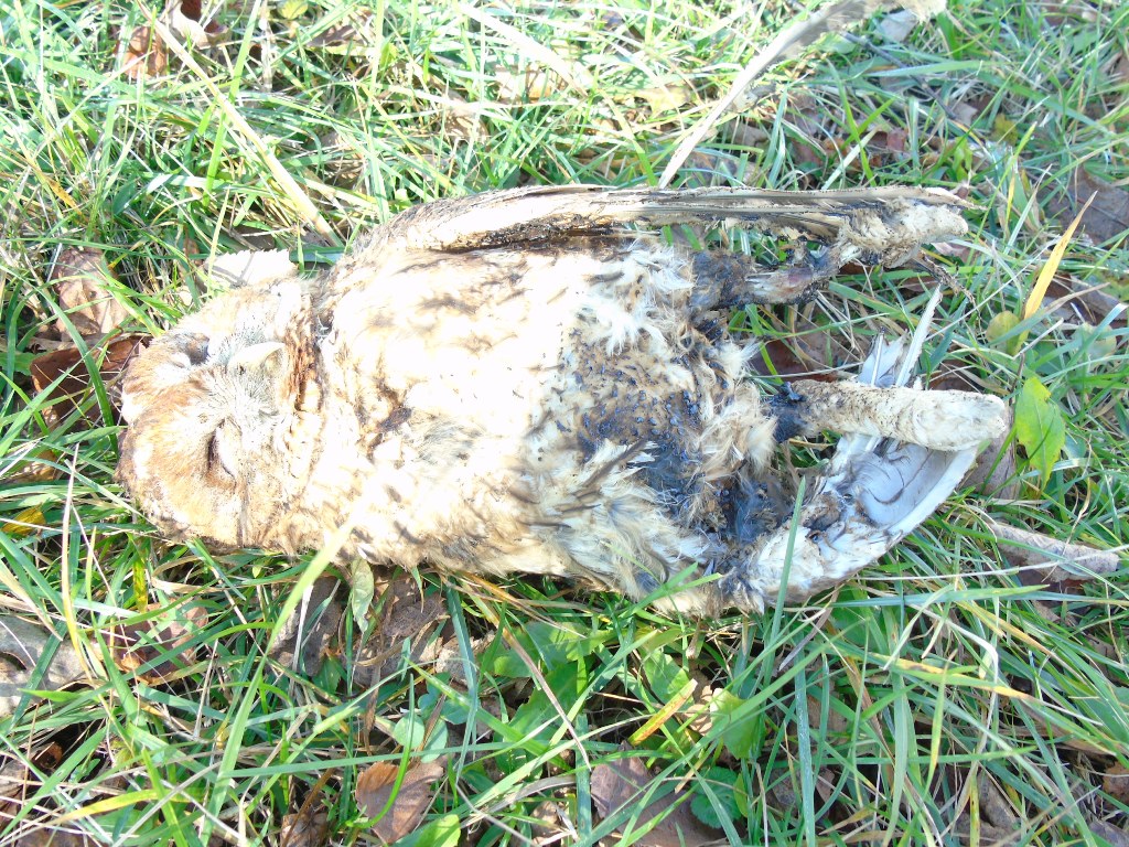 КП “Дрогобичводоканал”: Недільне знеструмлення Гірнянського водозабору спричинила сова