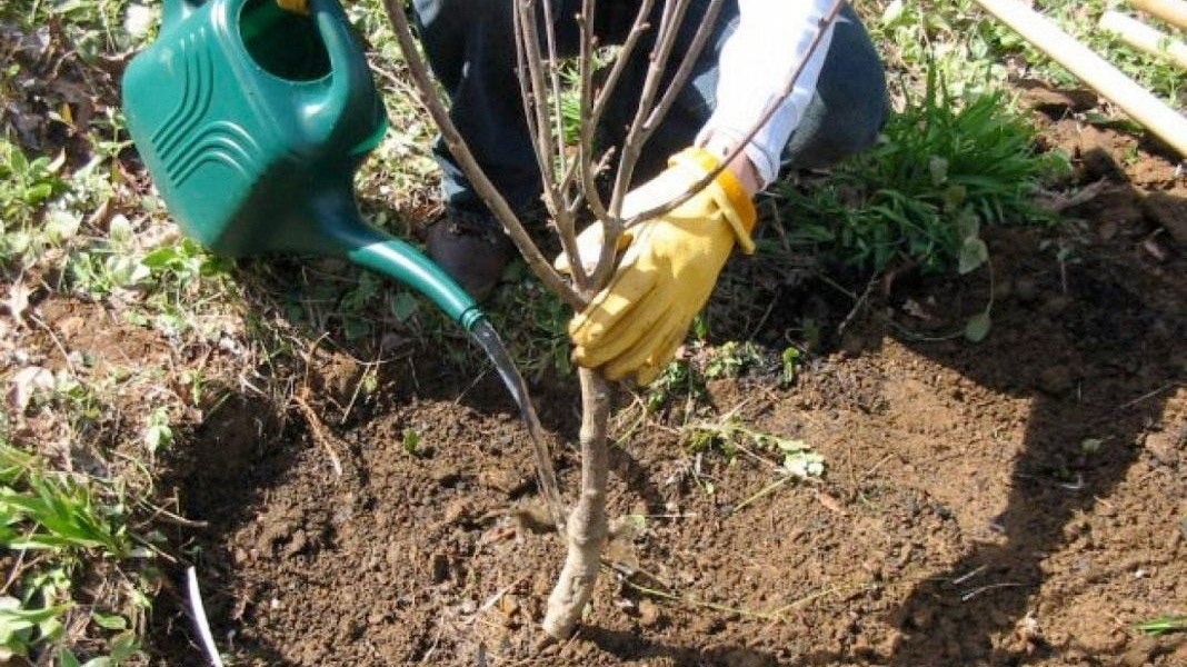 Під час кампанії з озеленення та благоустрою у Дрогобичі висаджено близько 1000 саджанців дерев