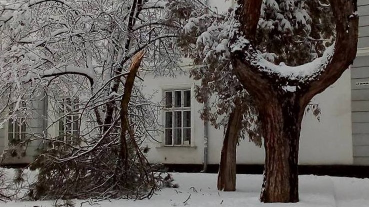 Безпека дітей взимку: Тарас Кучма доручив керівникам навчальних закладів обстежити стан дерев