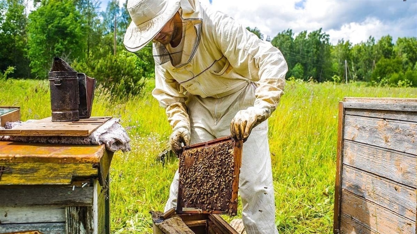 Розпочато прийом документів для отримання дотацій за бджолосім’ї
