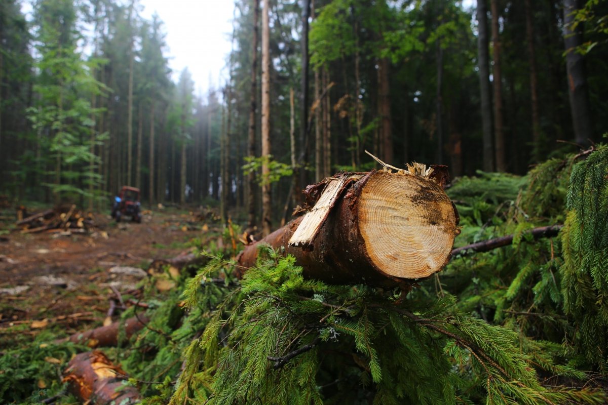 «Дрогобицьке лісове господарство» повідомляє про планові рубки в Лішнянському на Нагуєвицькому лісництвах