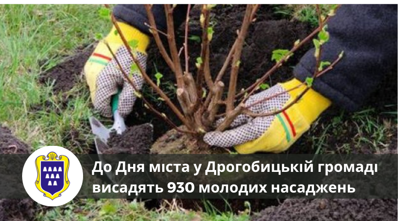 «Посади своє дерево»: до Дня міста у Дрогобицькій громаді висадять 930 молодих насаджень