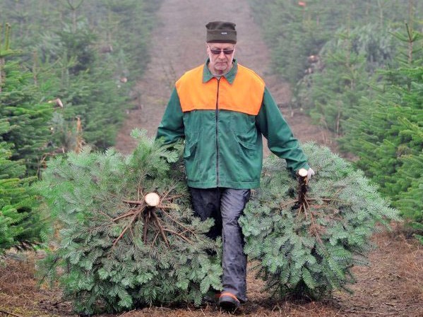 У Дрогобицькій громаді проводять комплекс заходів щодо охорони та реалізації хвойних дерев у передноворічний період