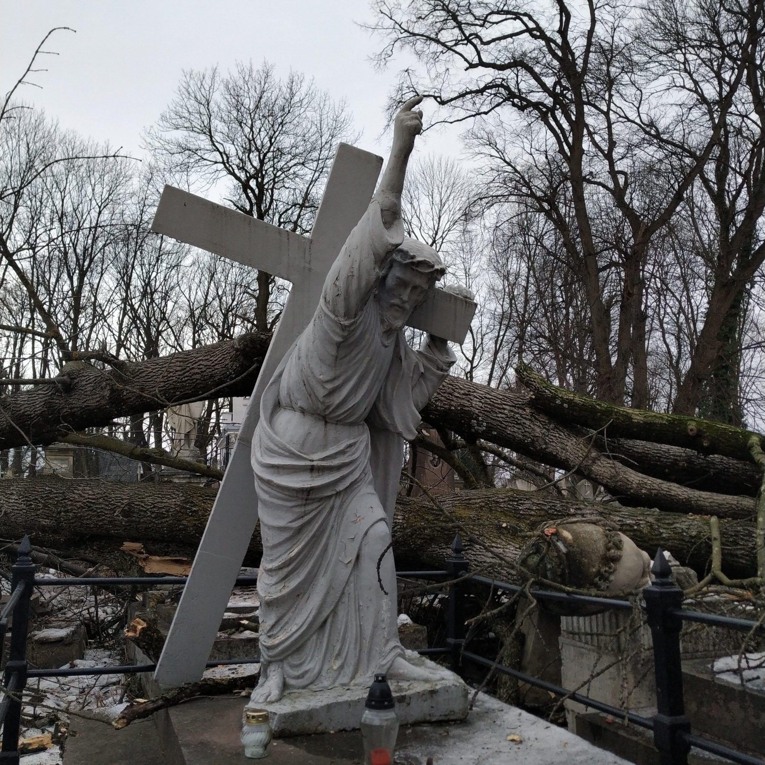 КП «Служба муніципального управління» розпочала ліквідацію старих дерев на кладовищі, що на вулиці Трускавецькій