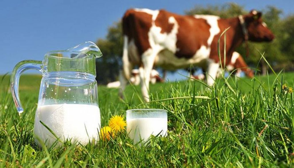 Своя еко-продукція: комунальна ферма Дрогобича готується реалізовувати молоко