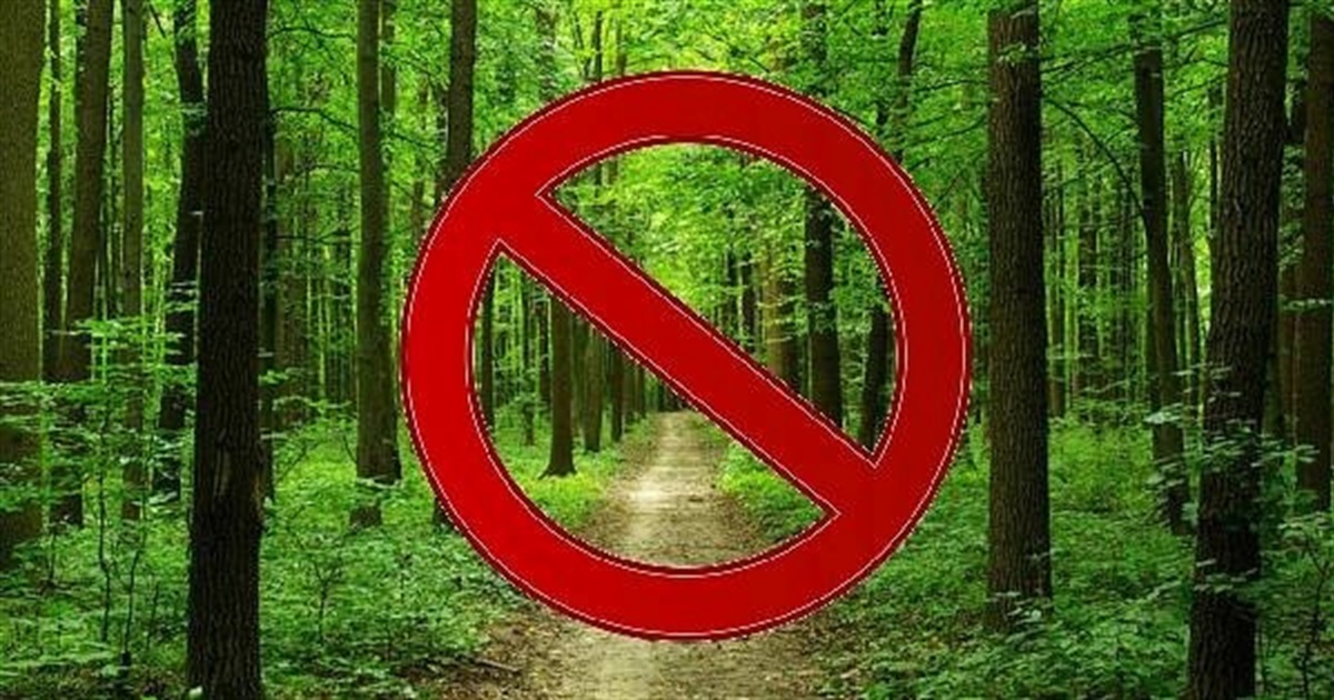 На території Львівщини заборонено відвідувати ліси – наказ голови ЛОВА Максима Козицького