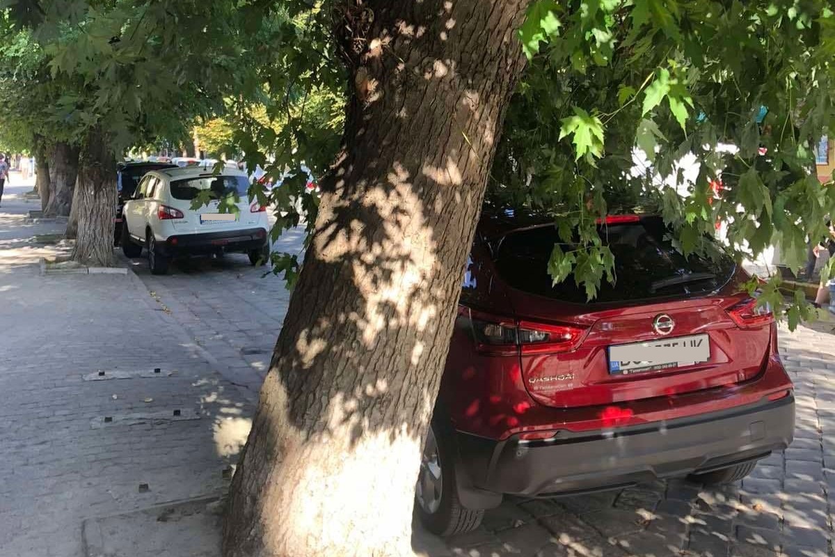 7 вересня на вулиці Шевченка проводитимуть обрізку дерев: прохання до водіїв – не паркувати автомобілі