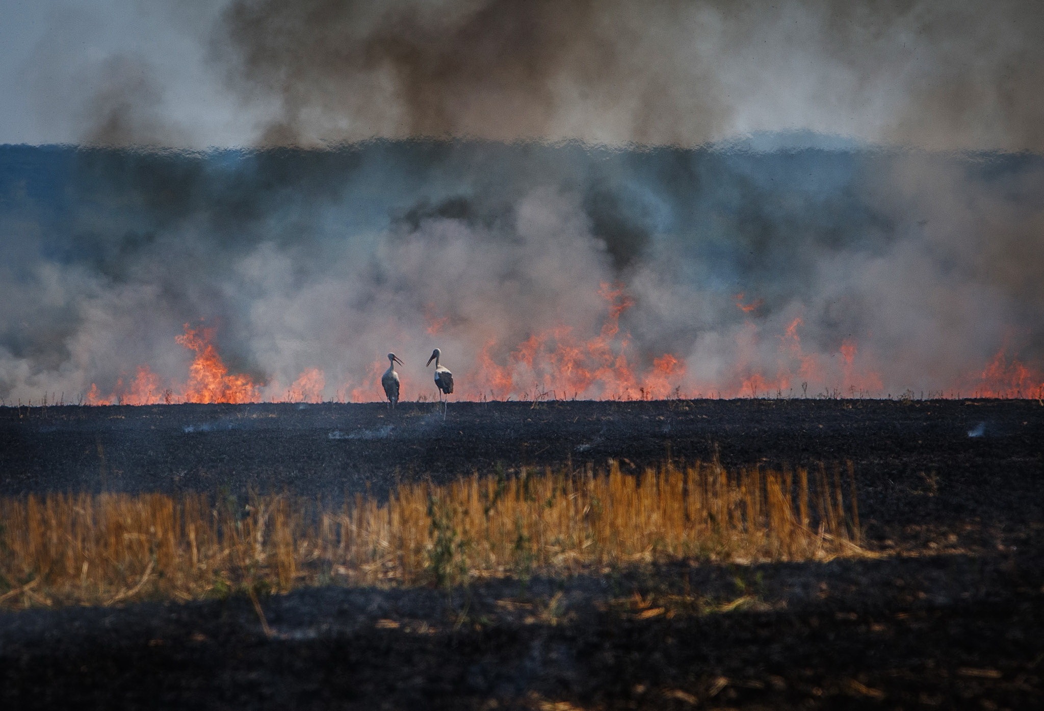 Шкода довкіллю та здоров’ю: спалення сухостою на відкритих ділянках карається штрафом до 6 тисяч гривень