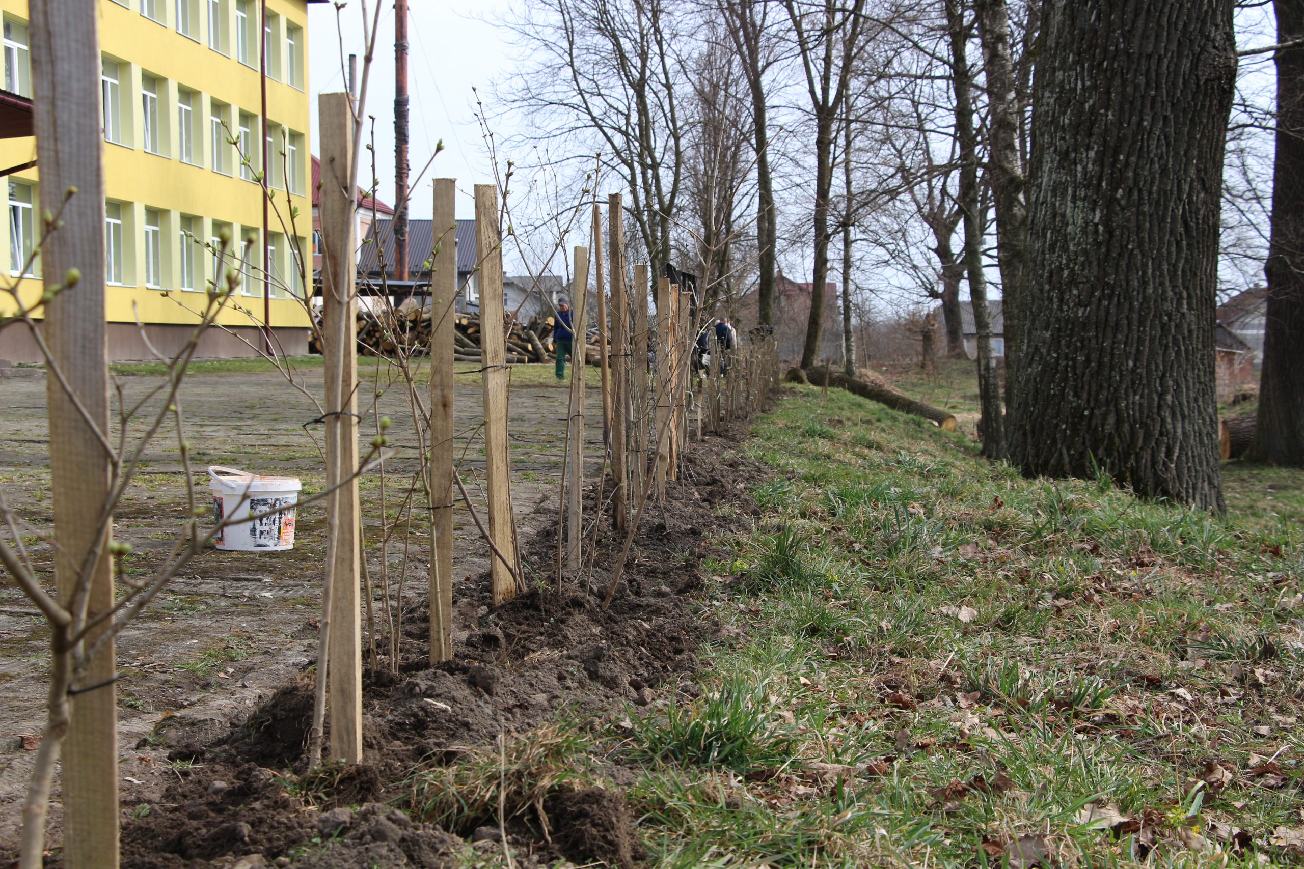 Понад 6 тисяч дерев та кущів висадили у Дрогобицькій громаді в ході акції «Садимо сад і ліс перемоги»