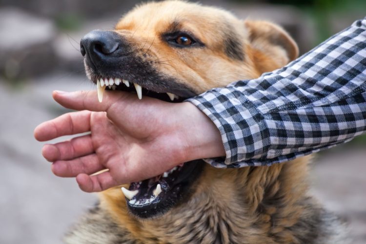 У Дрогобицькій громаді на два місяці запровадили карантин через сказ у собаки