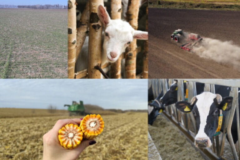 Аграрії Львівщини можуть отримати бюджетну субсидію на землю або дотацію на тварин: як подати заявку?