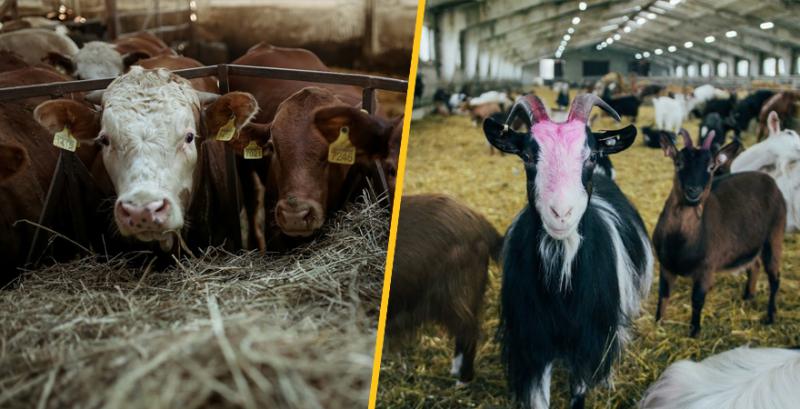 До відома фермерських господарств та виробників сільськогосподарської продукції: бюджетні дотації на тваринництво