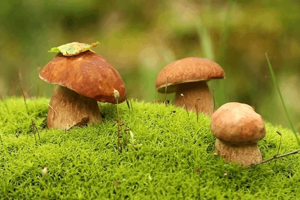 Отруєння грибами: профілактика та перша допомога
